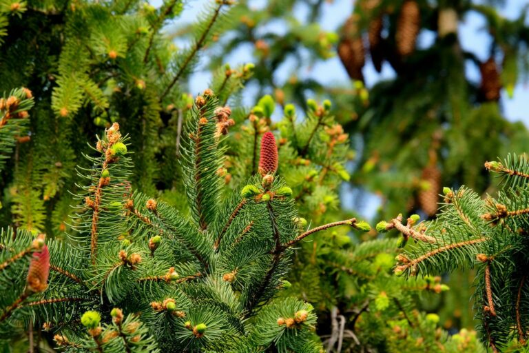 forêt de pins en gros plan