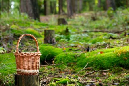 un panier posé sur une souche en vue de la cueillette